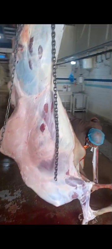 حاشي مفرررود ثلاجة بلادي شرررط ماعندي بالكيلو الرب