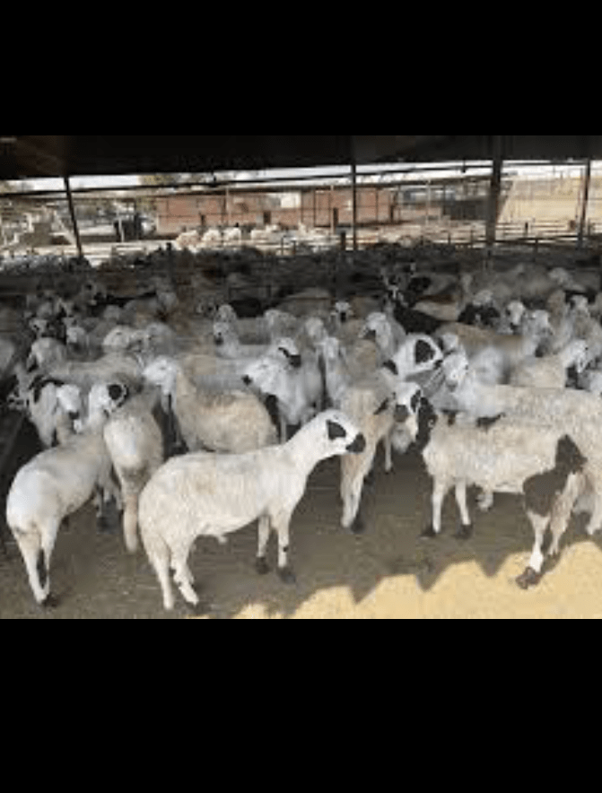 السعوديه جميع المناطق التي تبيها كلمني وتس