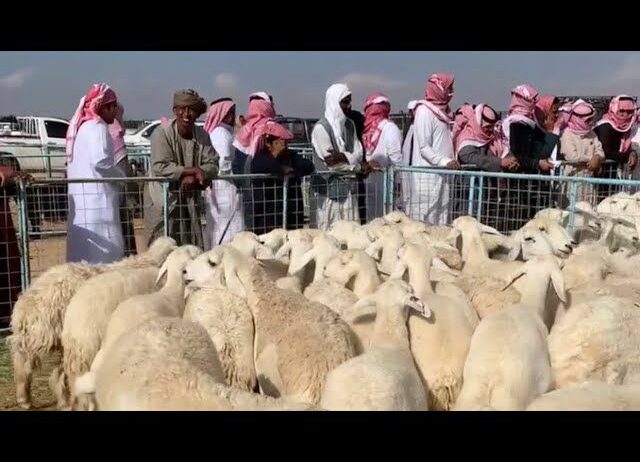 القصيم