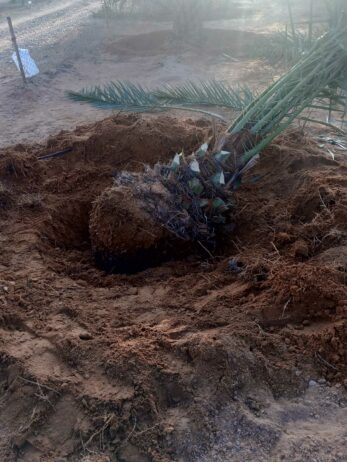 مقاول شبوك مزارع ونخيل وبيوت تراثيه