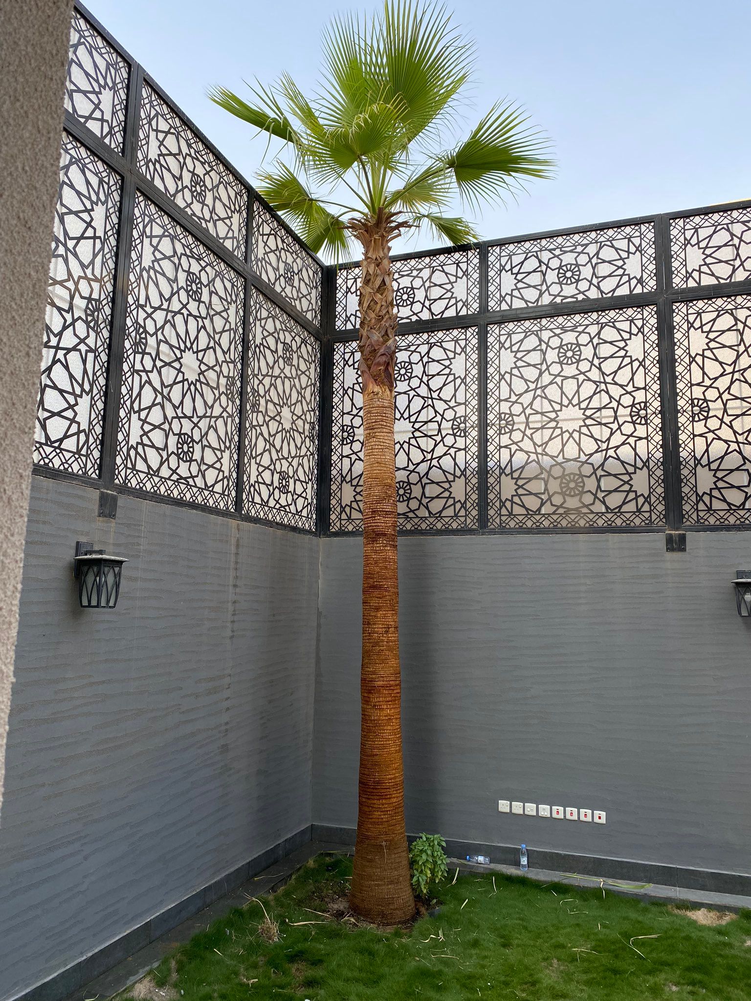 زيتون قزم زيتون معمر نخل امريكي نخل عربي نخل ملوكي