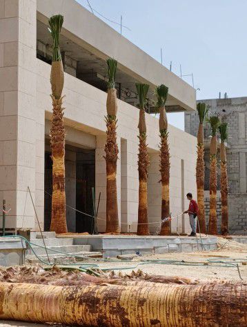 توريد وزراعه نخيل واشجار الزيتون المعمر واحجام مخت