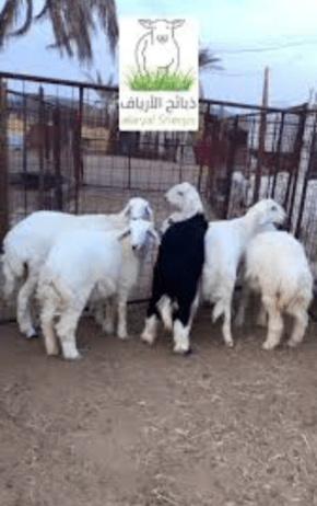 القصيم