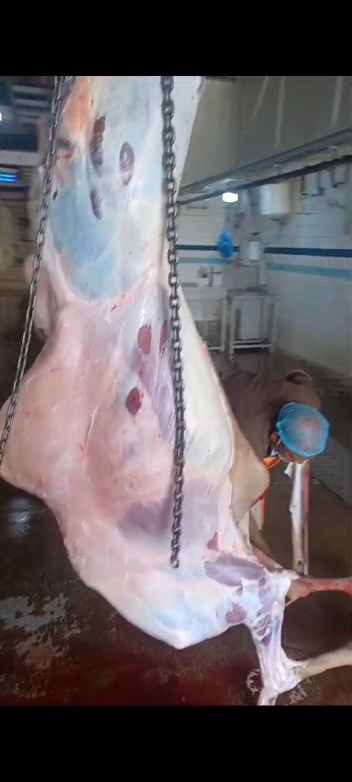 حاشي مفرررود ثلاجة بلادي شرررط ماعندي بالكيلو الرب