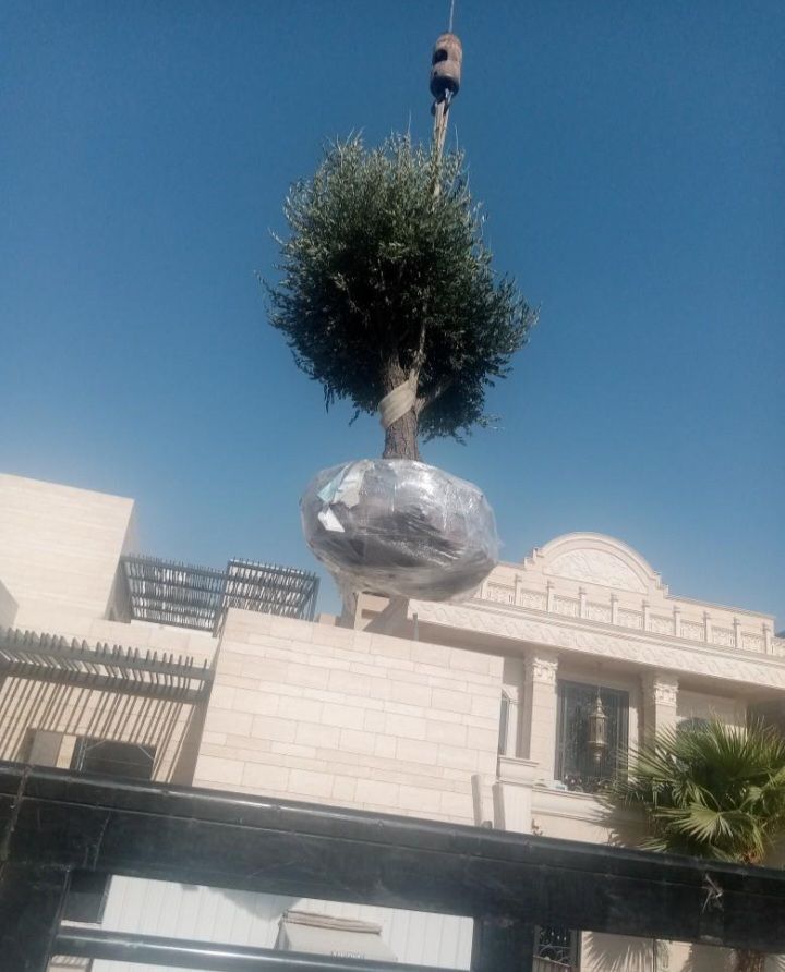 زيتون قزم زيتون معمر نخل امريكي نخل عربي نخل ملوكي