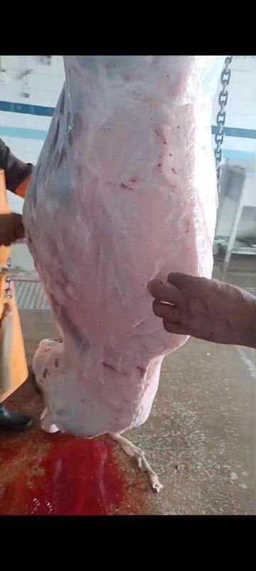 حاشي مفرررود ثلاجة بلادي شرررط ماعندي بالكيلو الرب