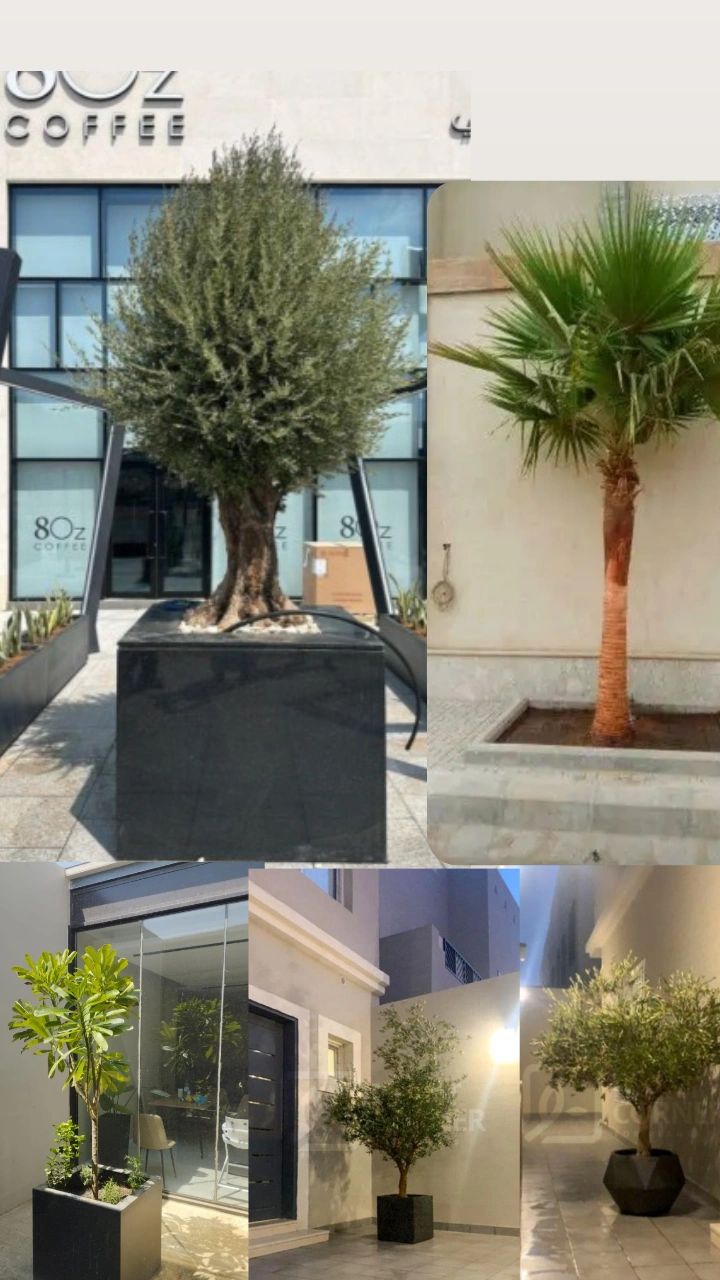 توريد وزراعه نخيل واشجار الزيتون المعمر واحجام مخت