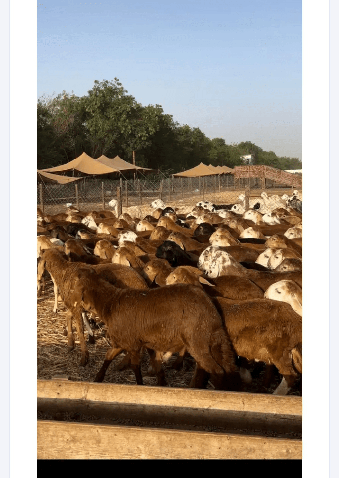 السعوديه جميع المناطق