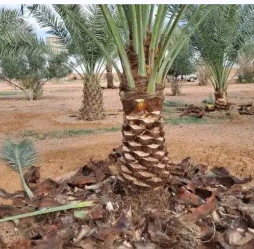 تنسيق حدائق وقص الثيل وتركيب وتوريد جميع انواع الث