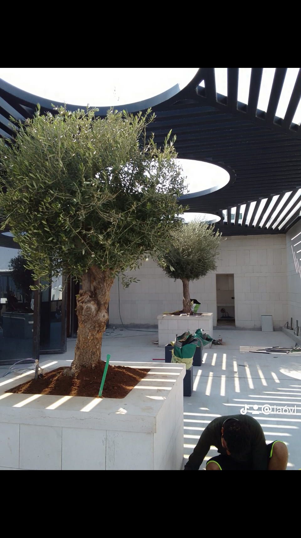 زيتون قزم زيتون معمر نخل امريكي نخل عربي نخل ملوكي