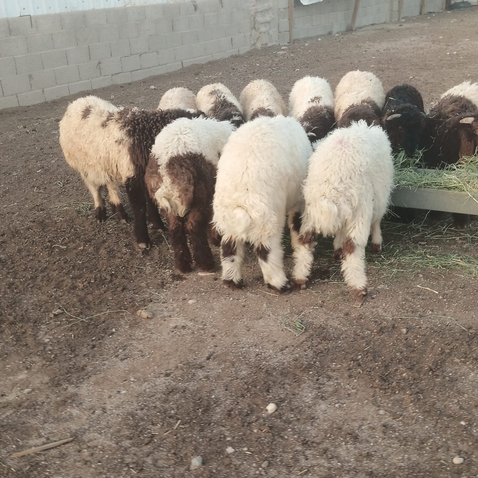 بهم نعيم ضحايا