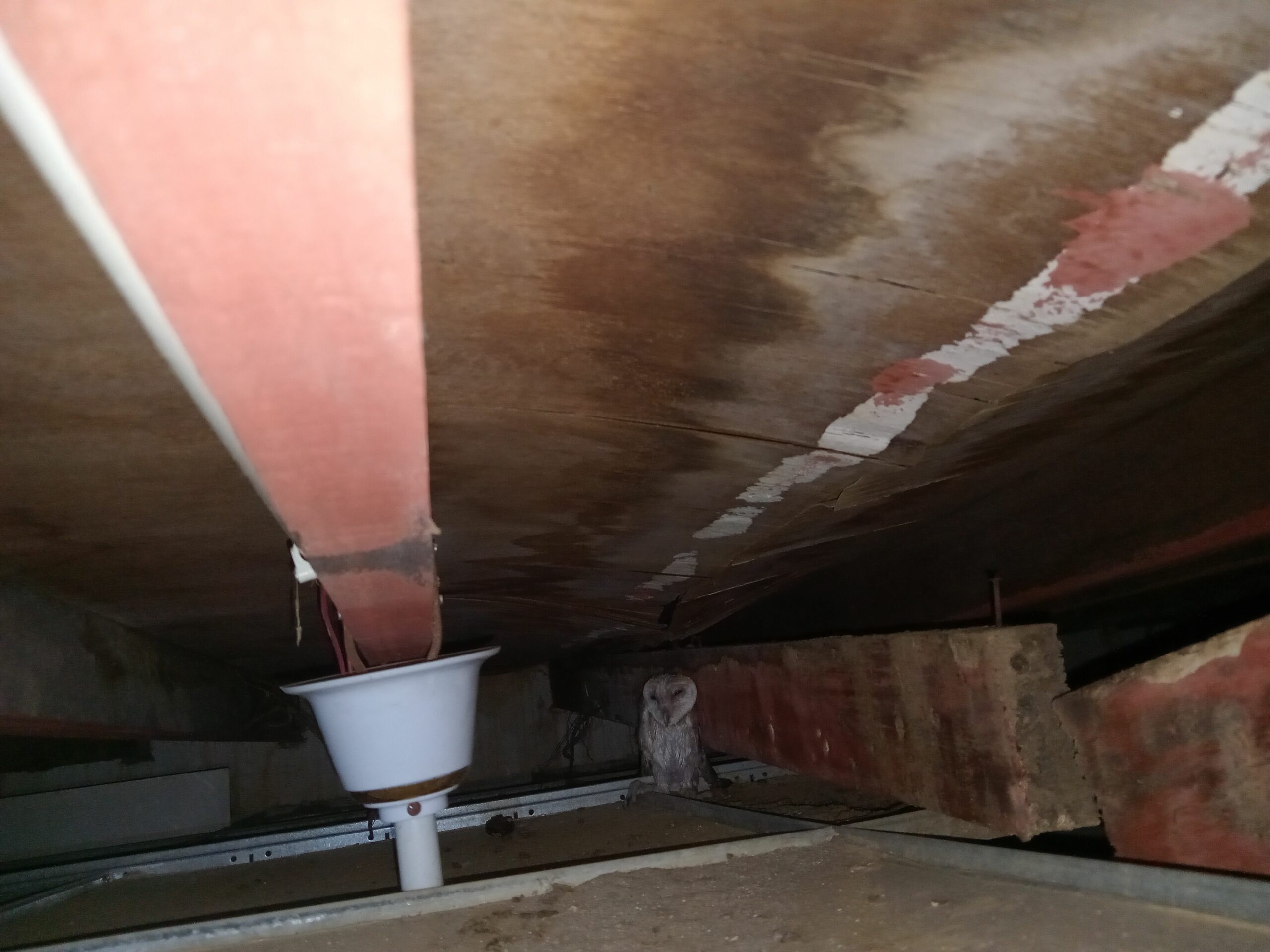 فرخ بومه السعر 1000ريال 0570277507