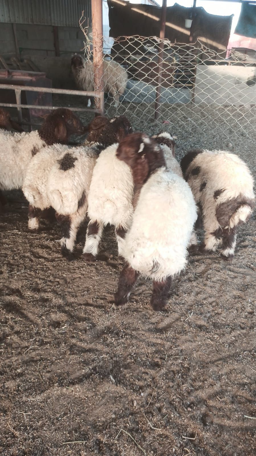 بهم نعيم ضحايا