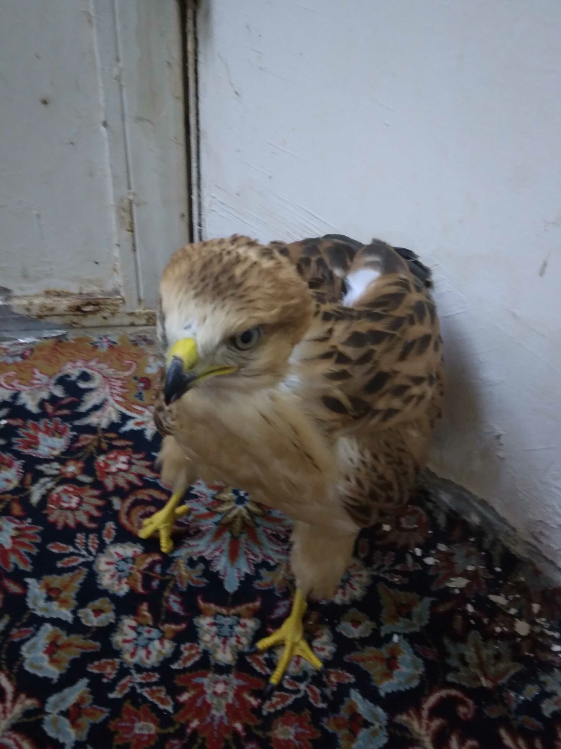 بريدة محافظة الشماسية