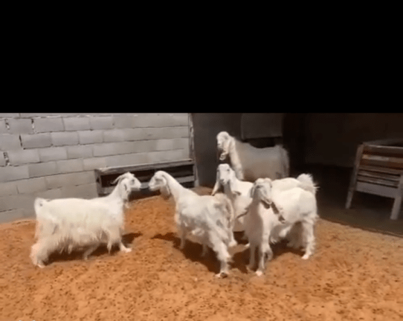 جده