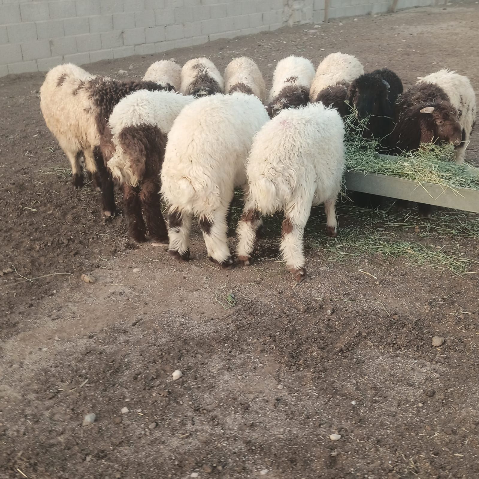 بهم نعيم ضحايا