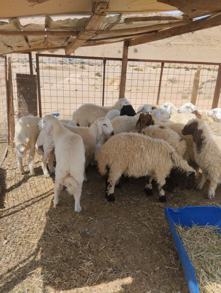 للبيع حري ونعيم وسواكن اسعار مناسبه موجود في الريا