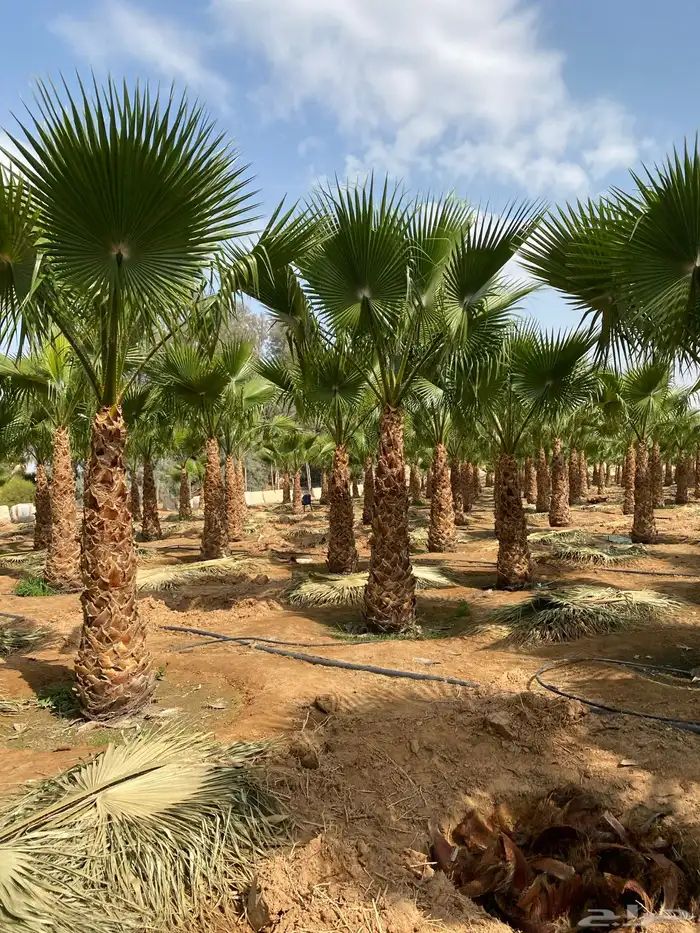 نخل واشنطوني زينة للبيع