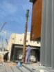 نخل واشنطوني زينة للبيع