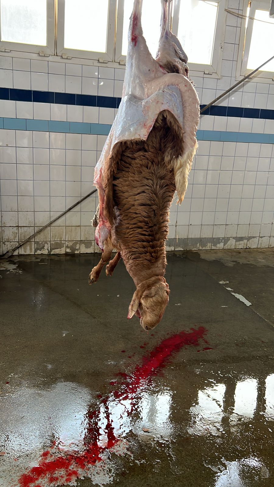 سوكني مرابي ٤شهو ذبايح