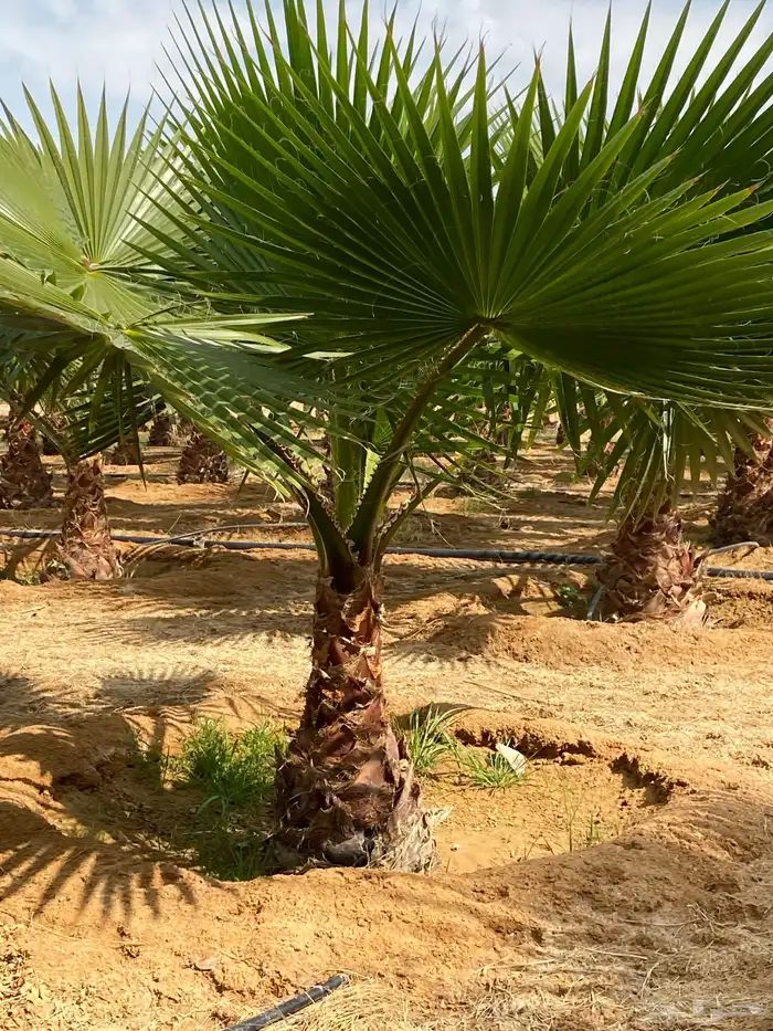 نخل واشنطوني زينة للبيع