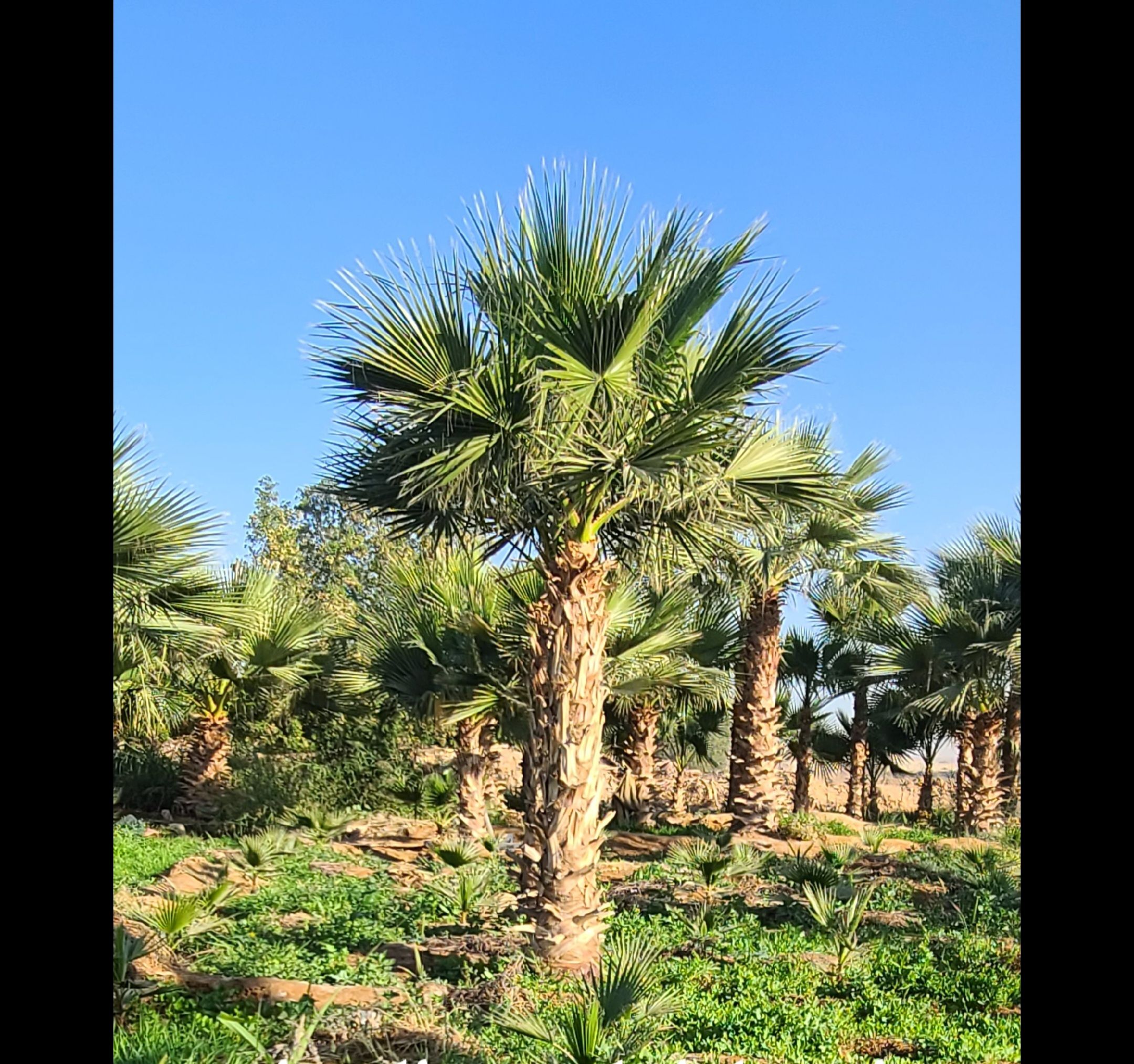 نخيل وشنطني للبيع جميع الانواع والمقاسات وبسعار من