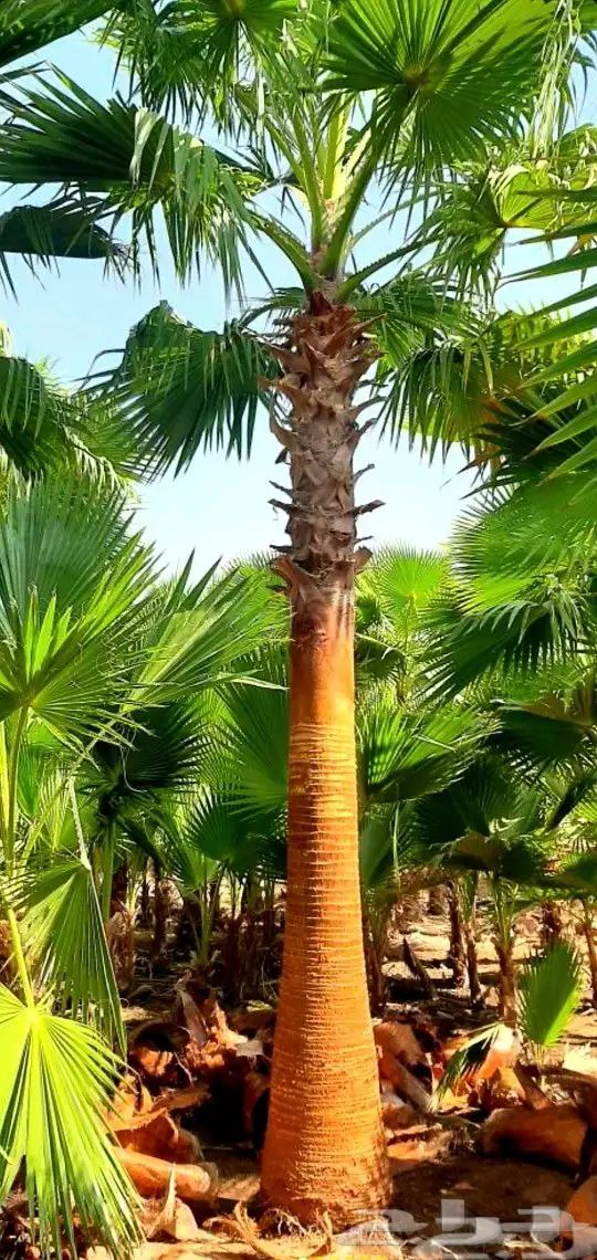 نخل واشنطوني زينة للبيع