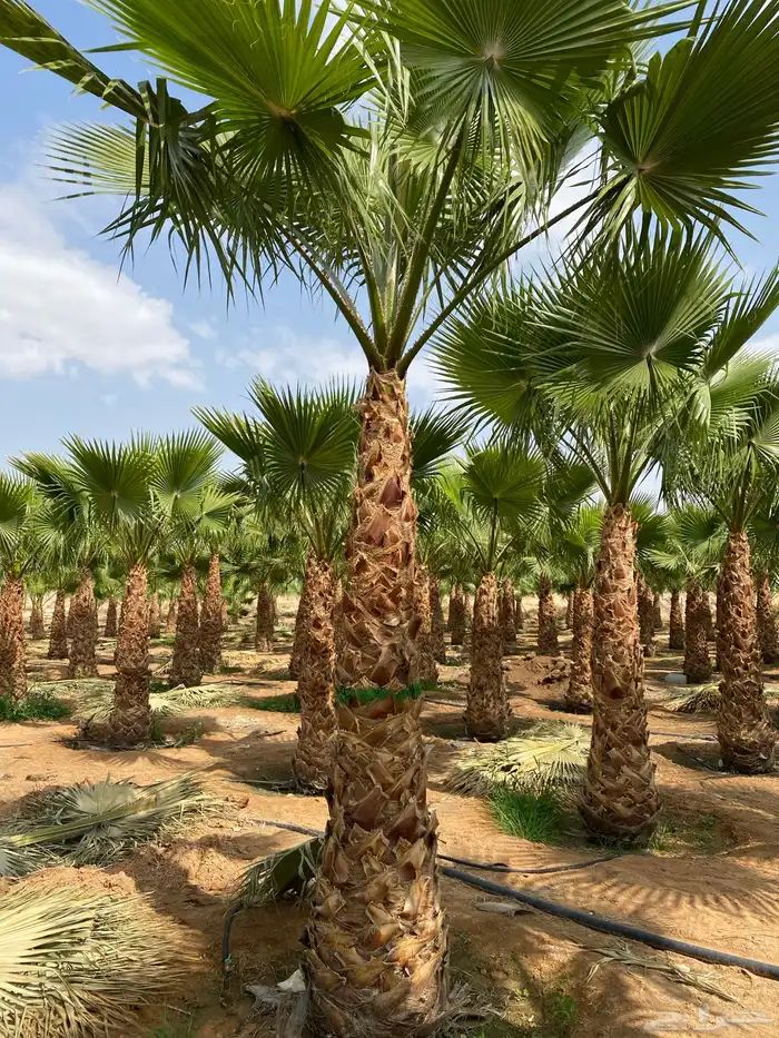 نخل واشنطوني زينة للبيع