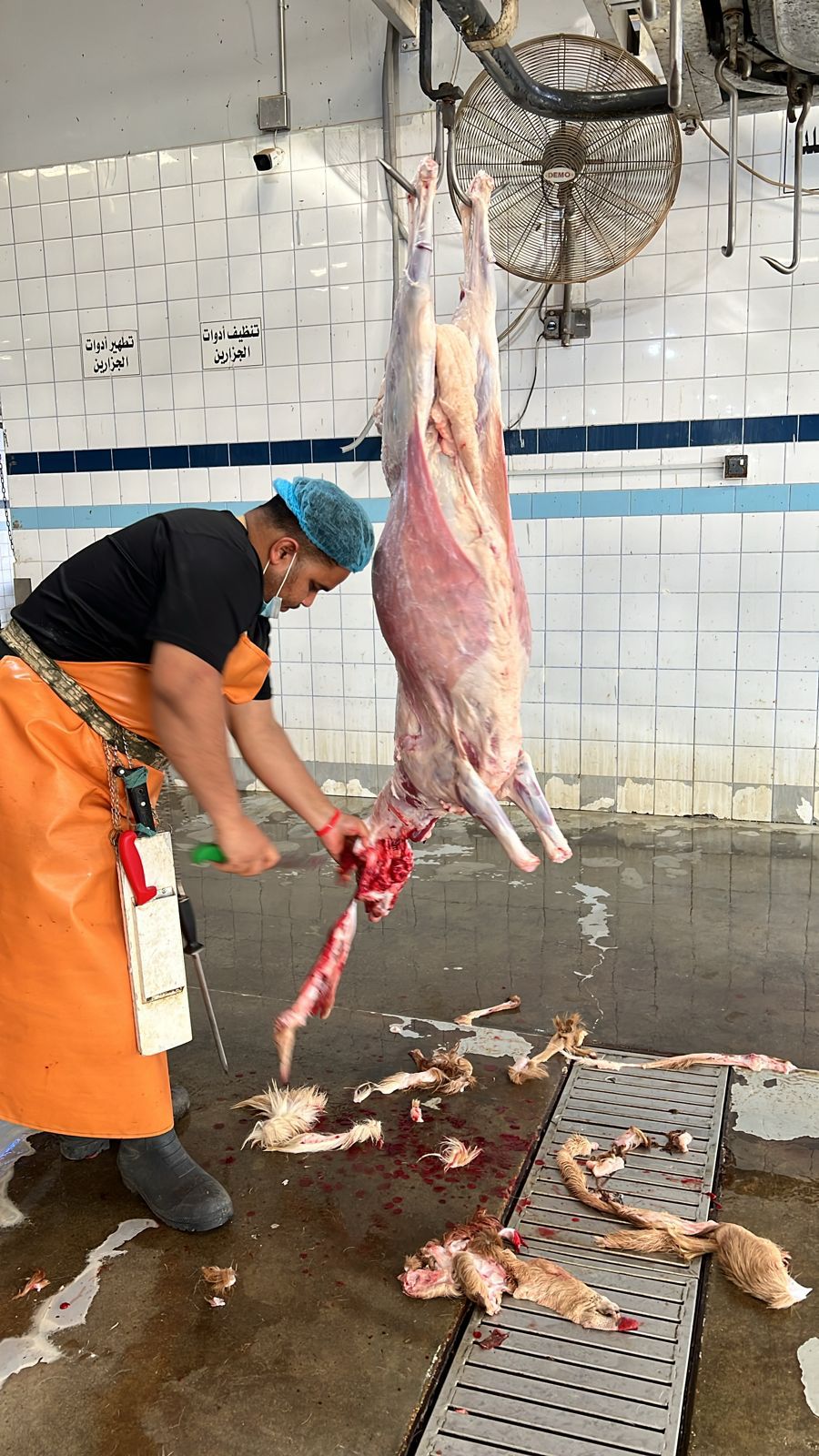 سوكني مرابي ٤شهو ذبايح