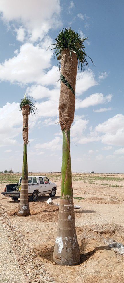 توريد وزرعت النخيل0532482236