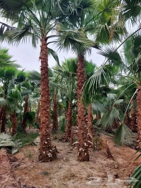 نخل واشنطني زينه للبيع