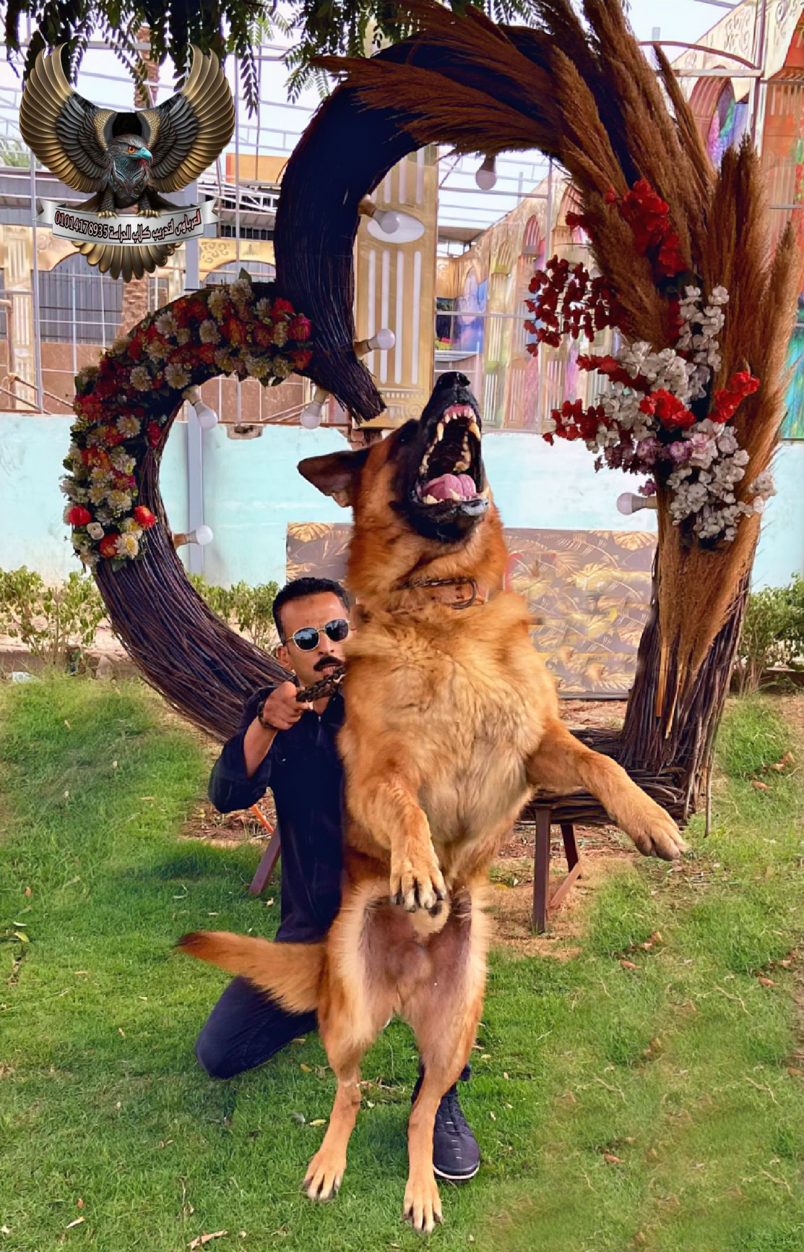 مدرب كلاب متخصص تدريب وتأهيل الكلاب بالأمر والإشار