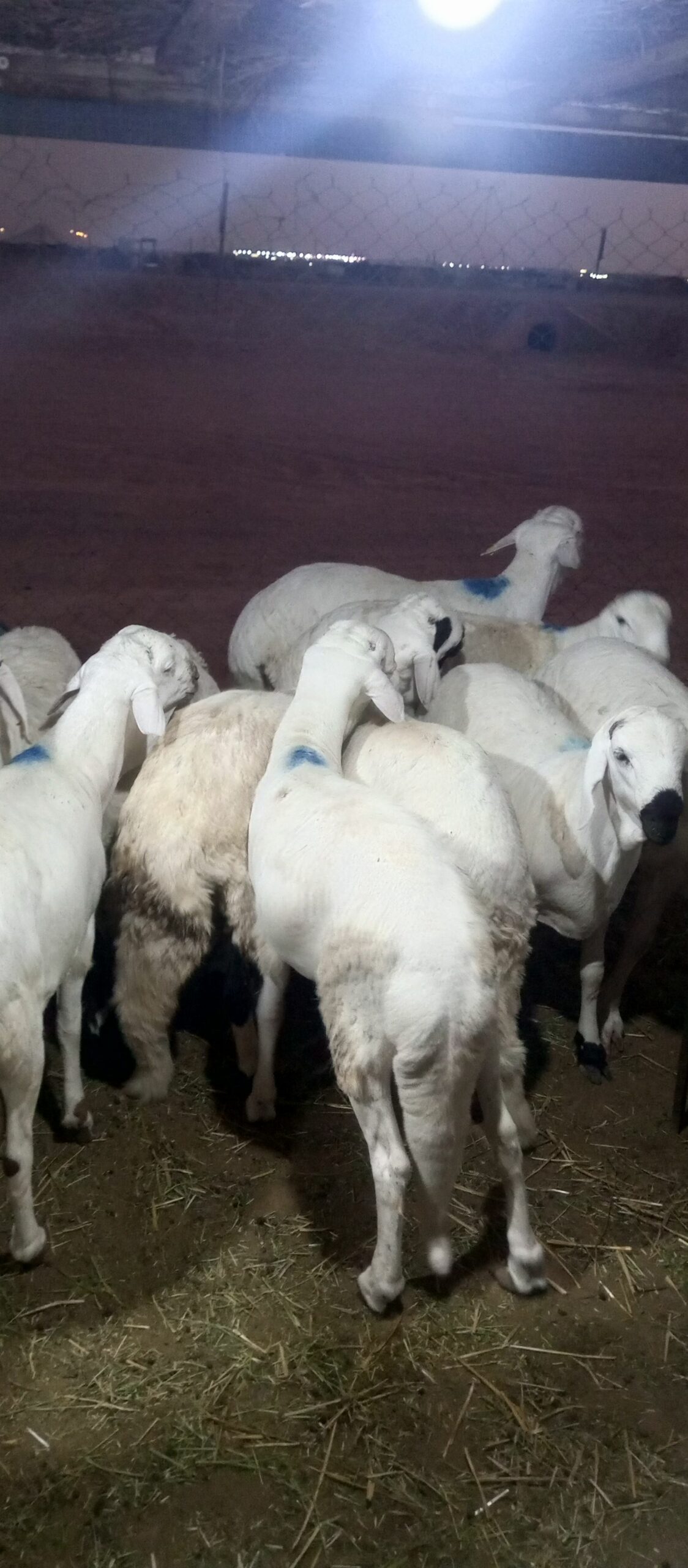 سواكني مربي شحم فل