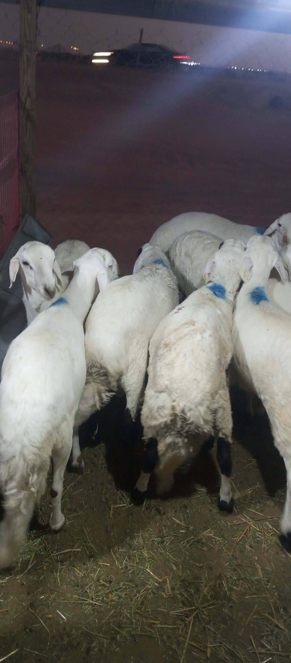 سواكني مربي شحم فل