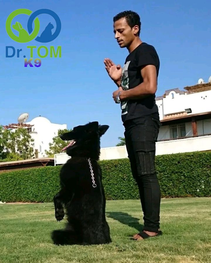 العرباوي لتدريب كلاب الحراسة