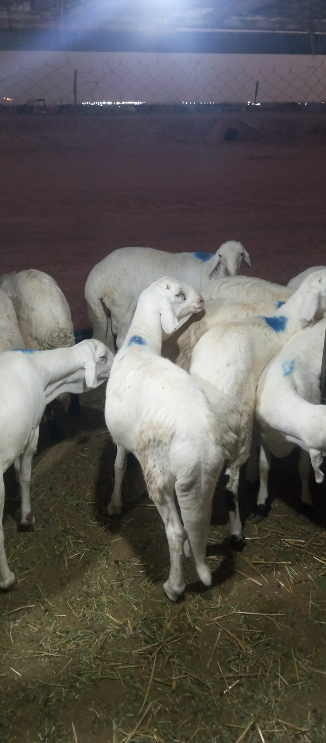 سواكني مربي شحم فل