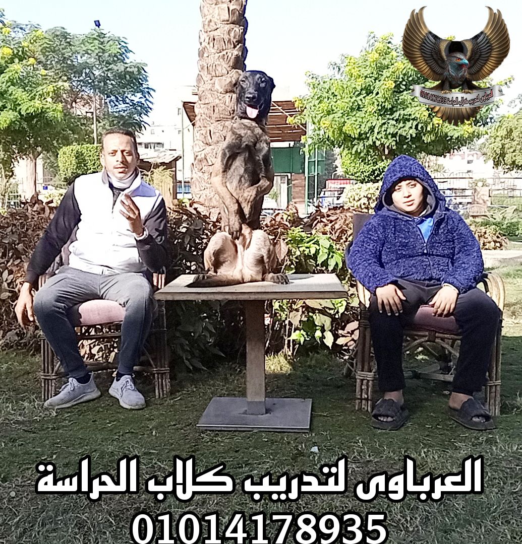 مدرب كلاب متخصص تدريب وتأهيل الكلاب بالأمر والإشار