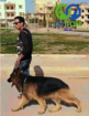 تدريب كلاب الحراسة بالرياض