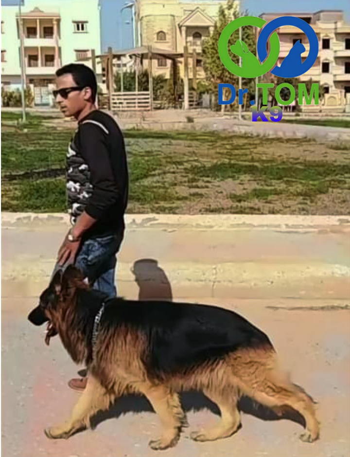 تدريب كلاب الحراسة بالرياض