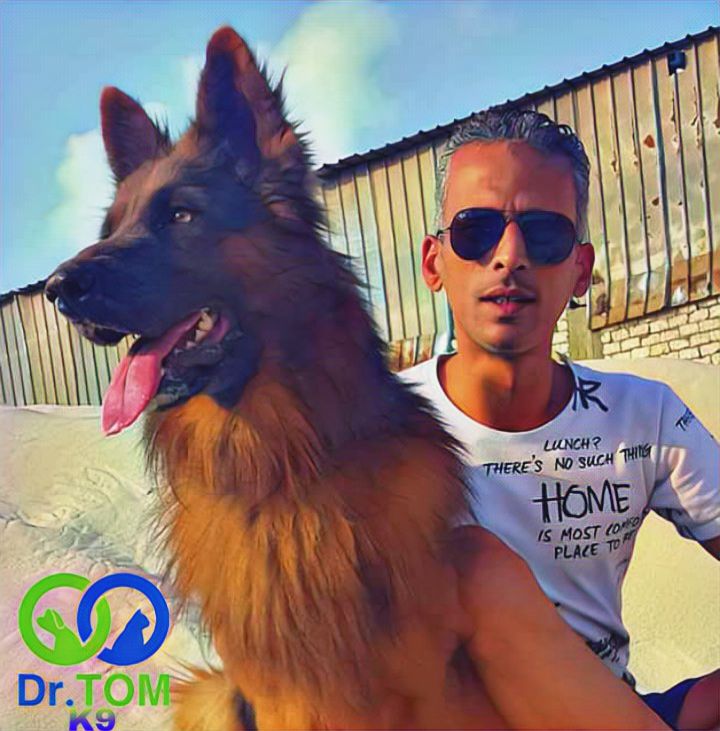 تدريب كلاب الحراسة بالرياض