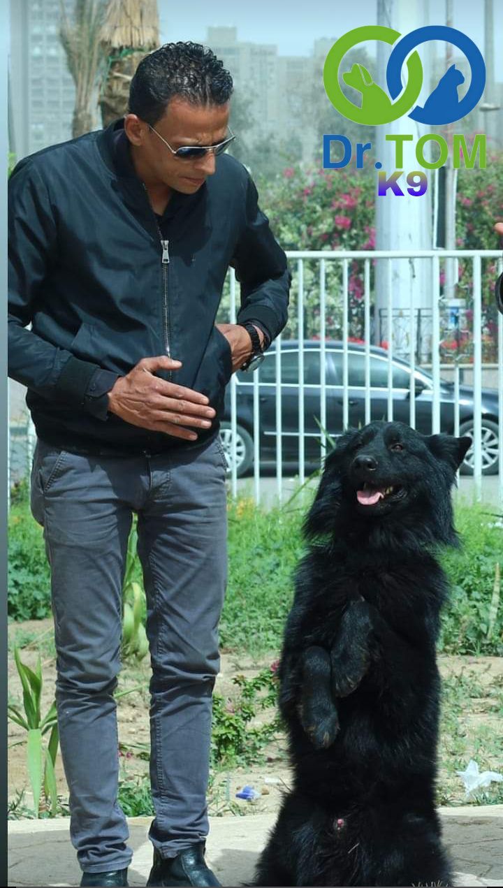 تدريب كلاب الحراسة بالرياض