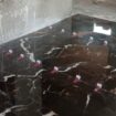معلم ابو فارس تركيب سيراميك البلاط ورخام