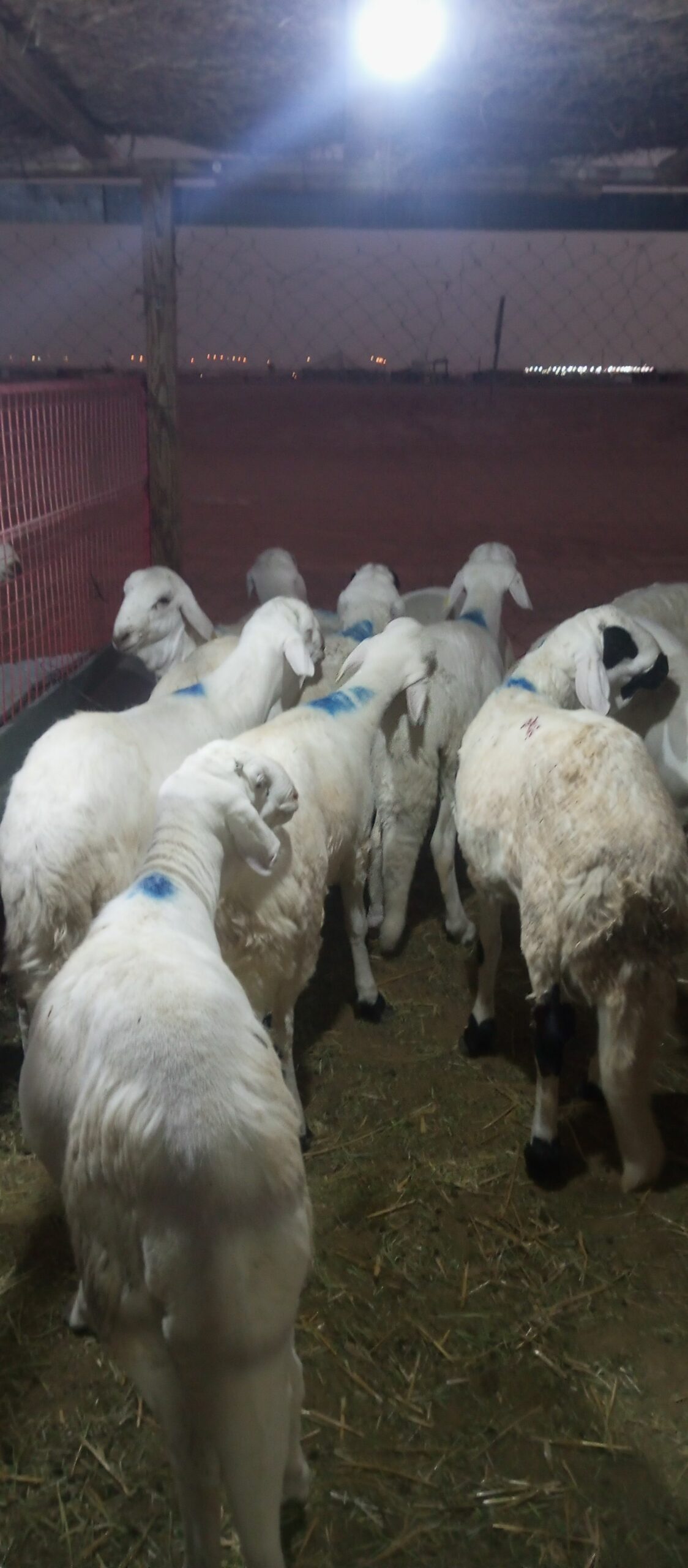 سواكني مربي شحم فل