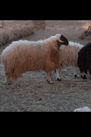 القصيم