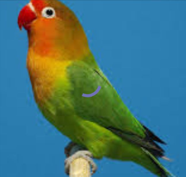 عصفور فشر للبيع أنثى بصحة ممتاز