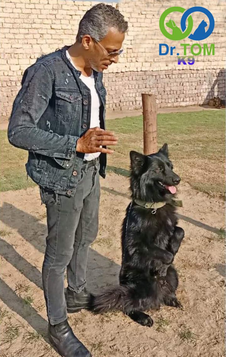 تدريب كلاب الحراسة بالرياض