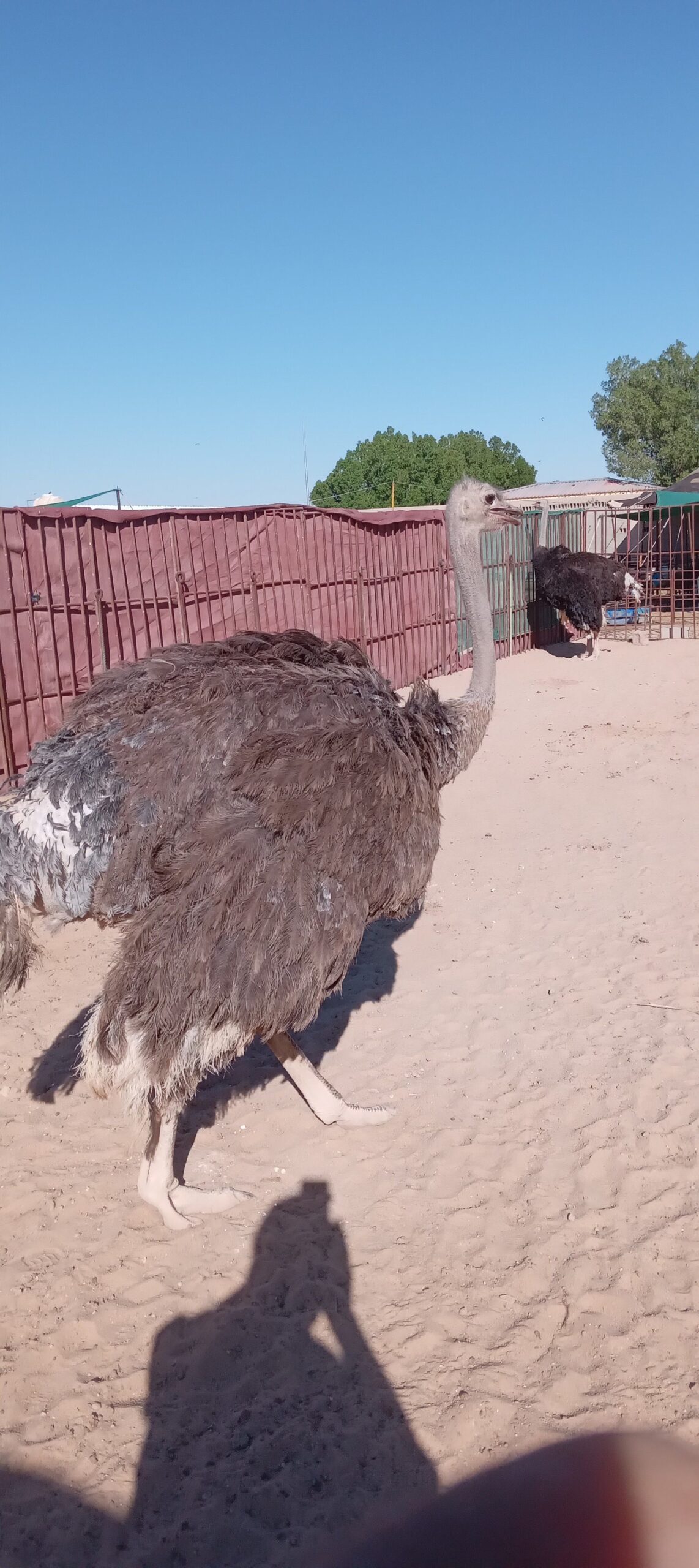 المنطقه الشرقيه مدينة السعيره