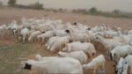 يوجد لدينا مقاني مناتيج ودفيع