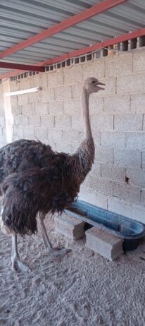 المنطقه الشرقيه مدينة السعيره