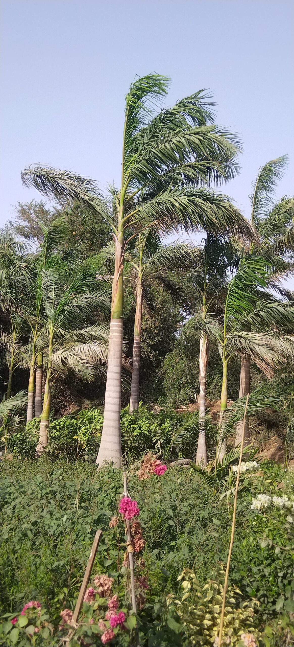 يوجد لدينا جميع انواع النخيل العربي المثمر متواجد